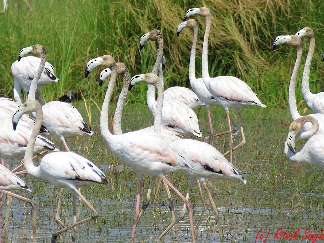 Greater Flamingo - Ritvik Singh