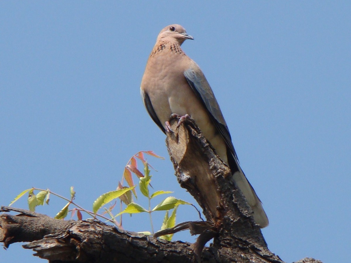Laughing Dove - ML122160141