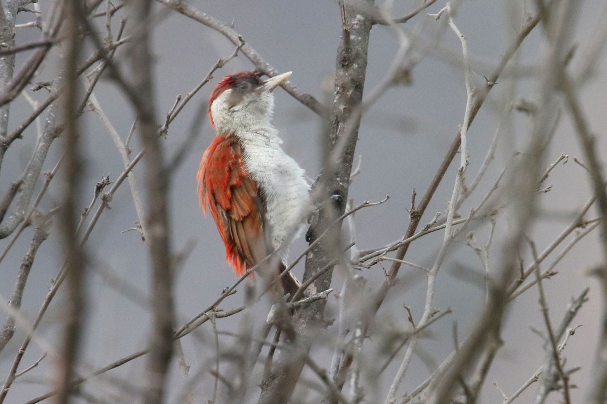Scarlet-backed Woodpecker - Noah Strycker