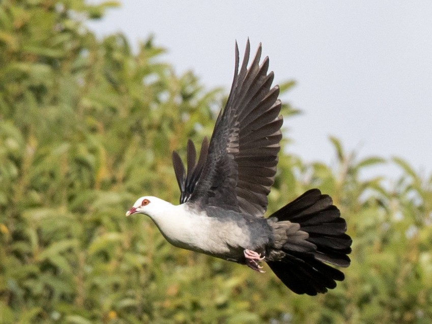 White-headed Pigeon - Ian Davies
