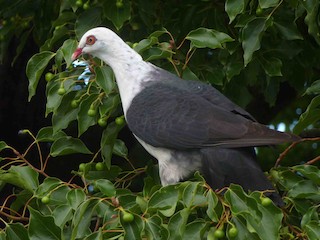 シロガシラカラスバト - eBird