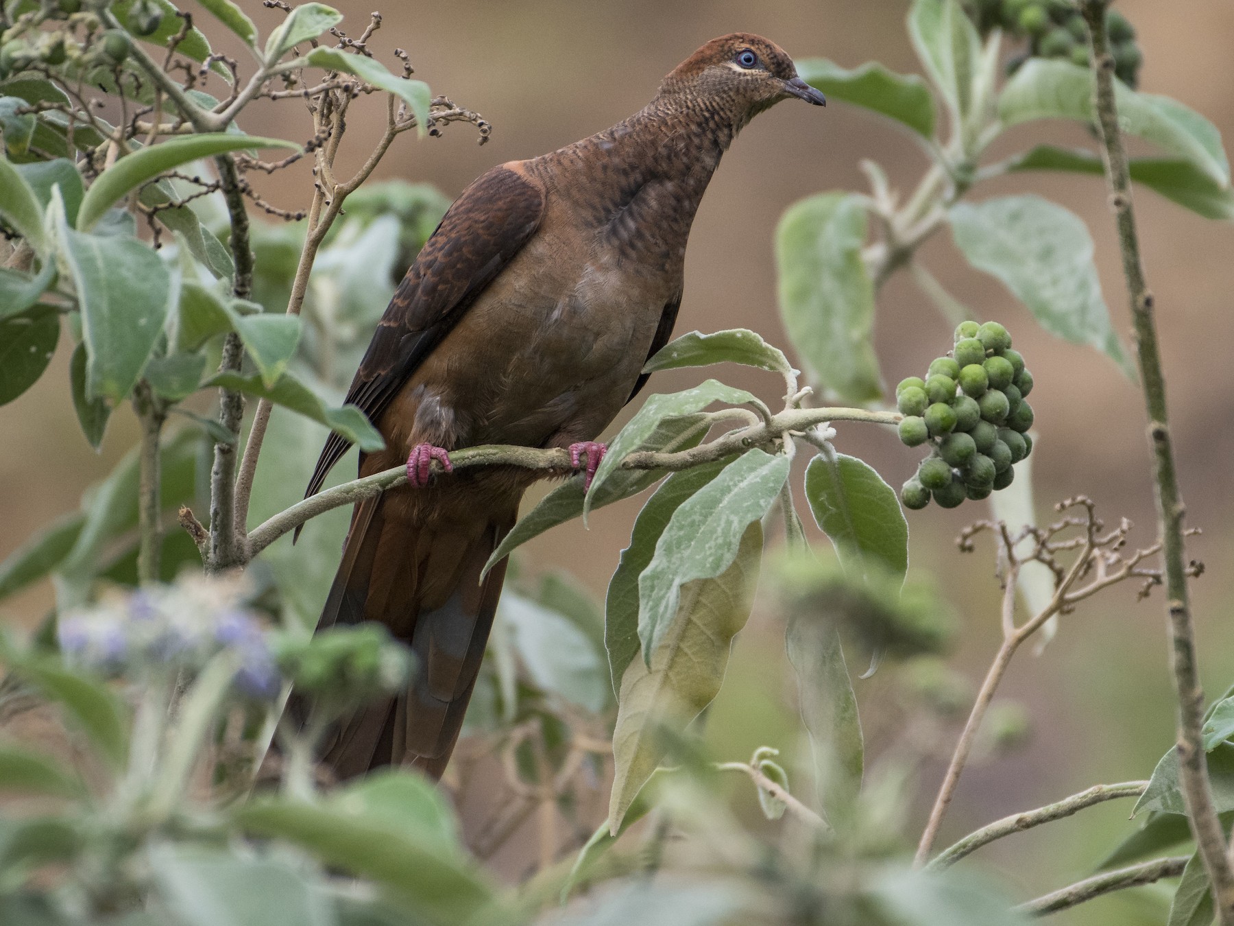 Brown Cuckoo-Dove - Lucas Brook