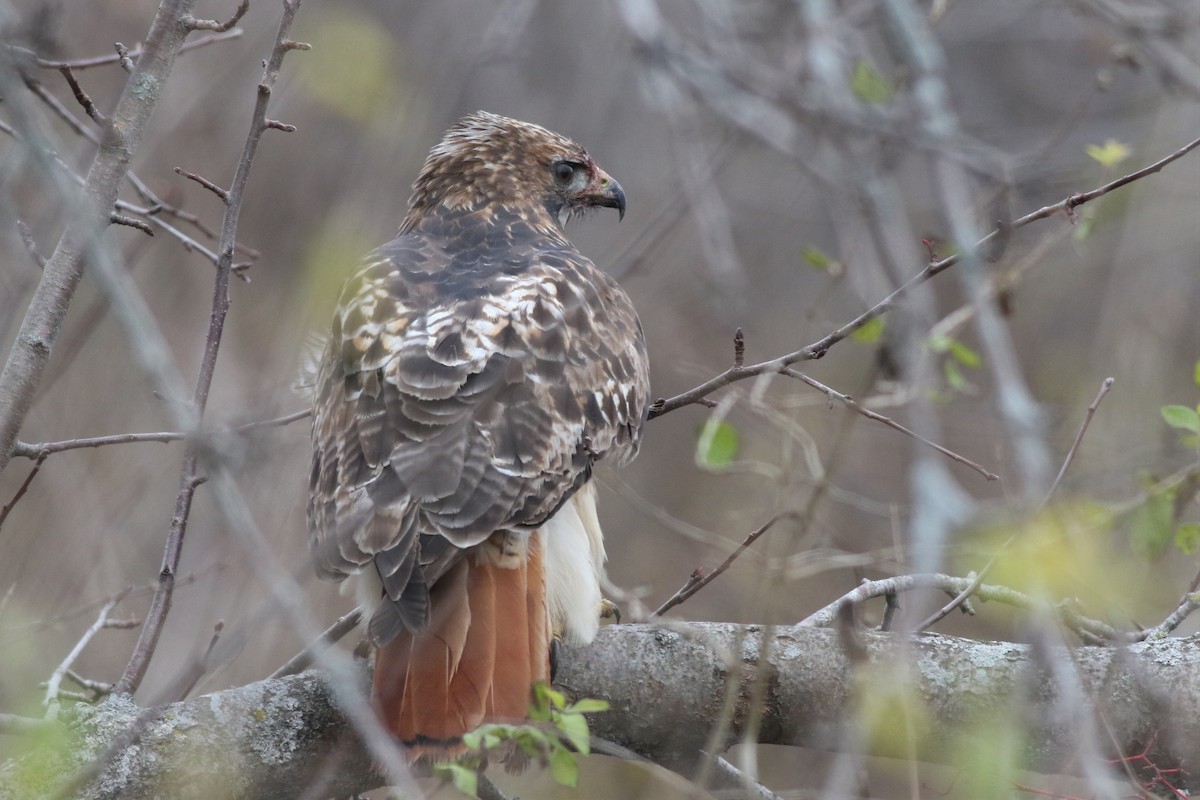 Red-tailed Hawk - ML122162701