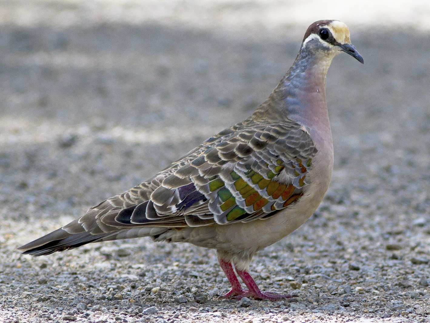 Common Bronzewing Ebird