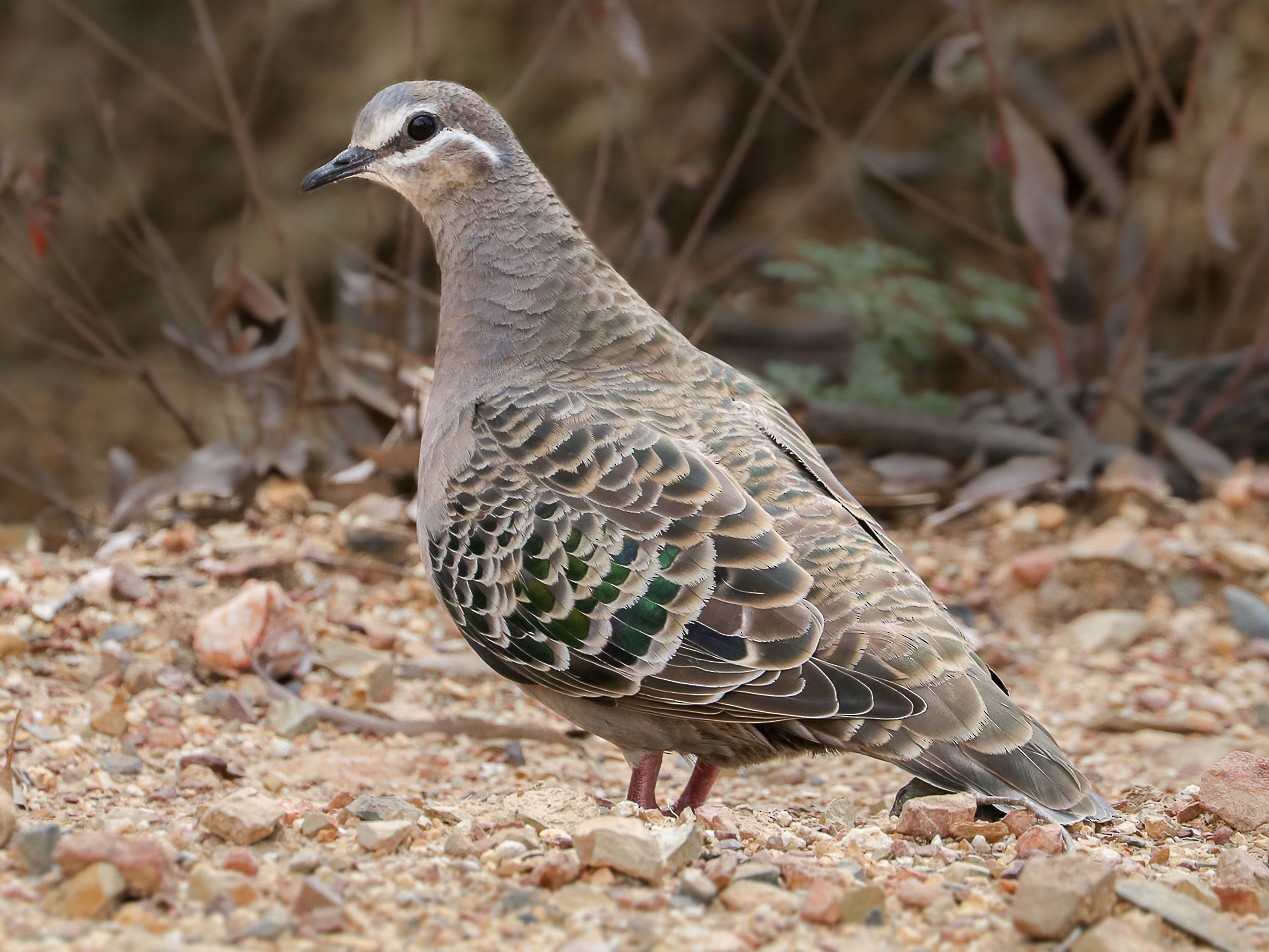 Common Bronzewing - Ged Tranter