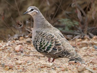  - Common Bronzewing