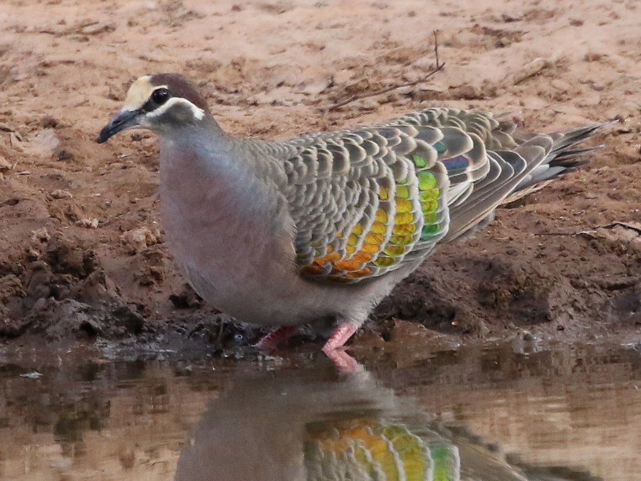 Common Bronzewing - David Ongley