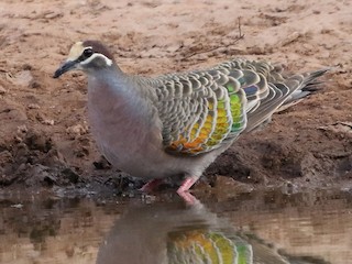  - Common Bronzewing
