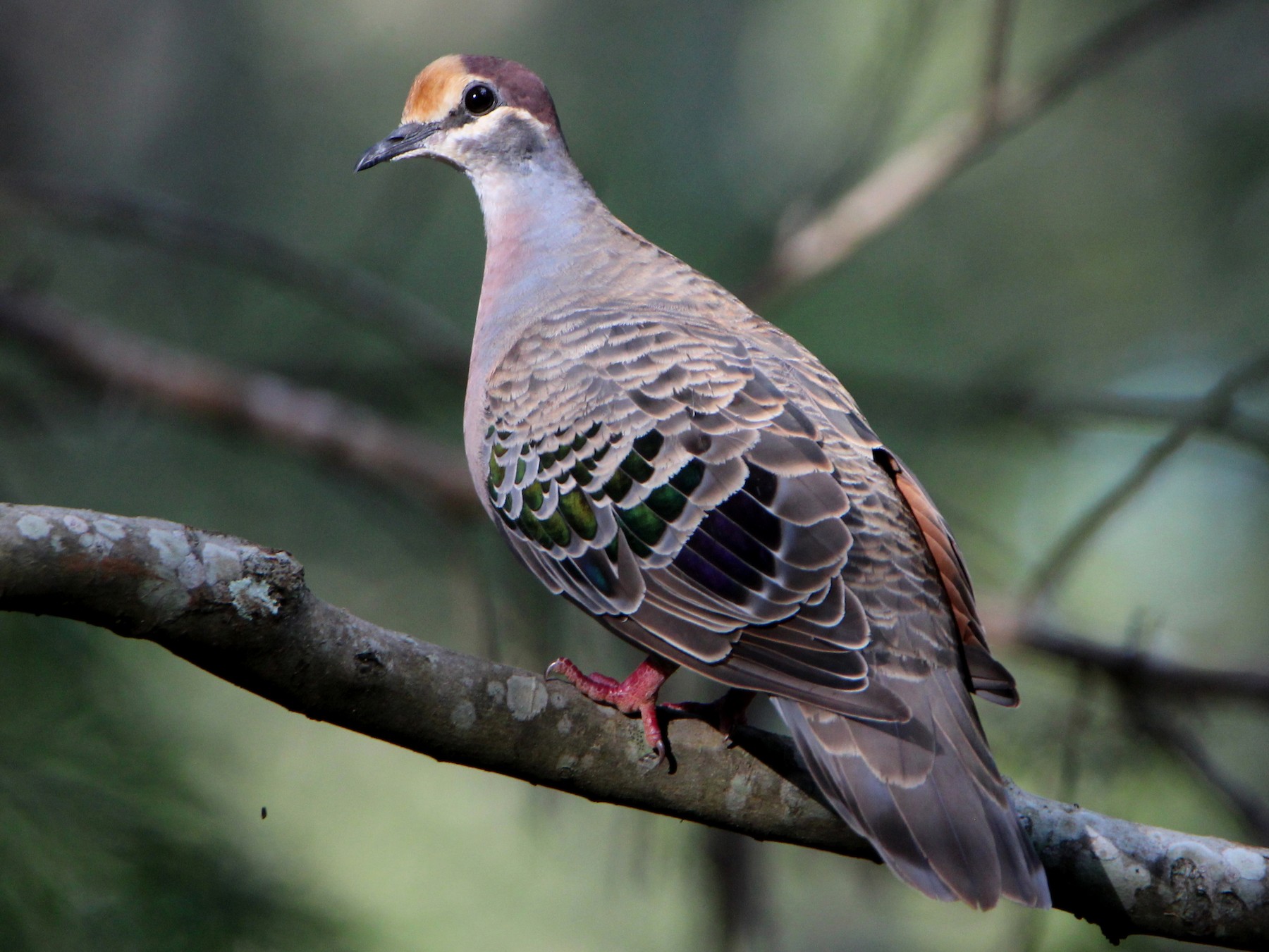 Common Bronzewing - Sandra Gallienne