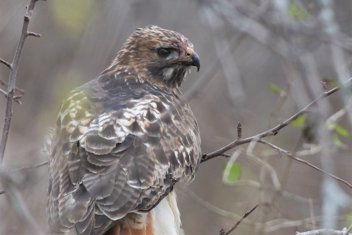 Red-tailed Hawk - ML122163811