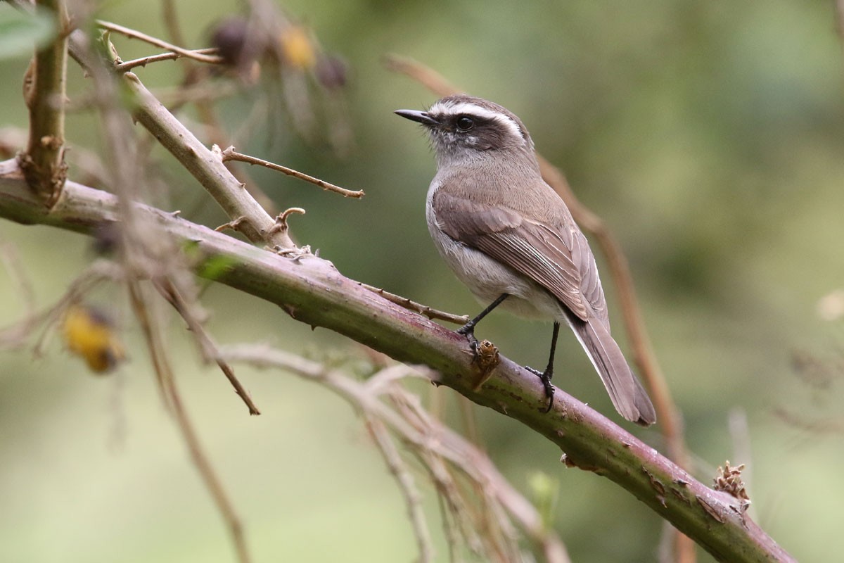 White-browed Chat-Tyrant - Noah Strycker
