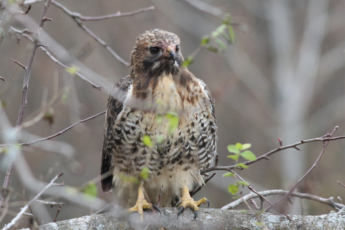 Red-tailed Hawk - ML122165211