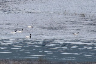 Black-necked Swan, ML122166411