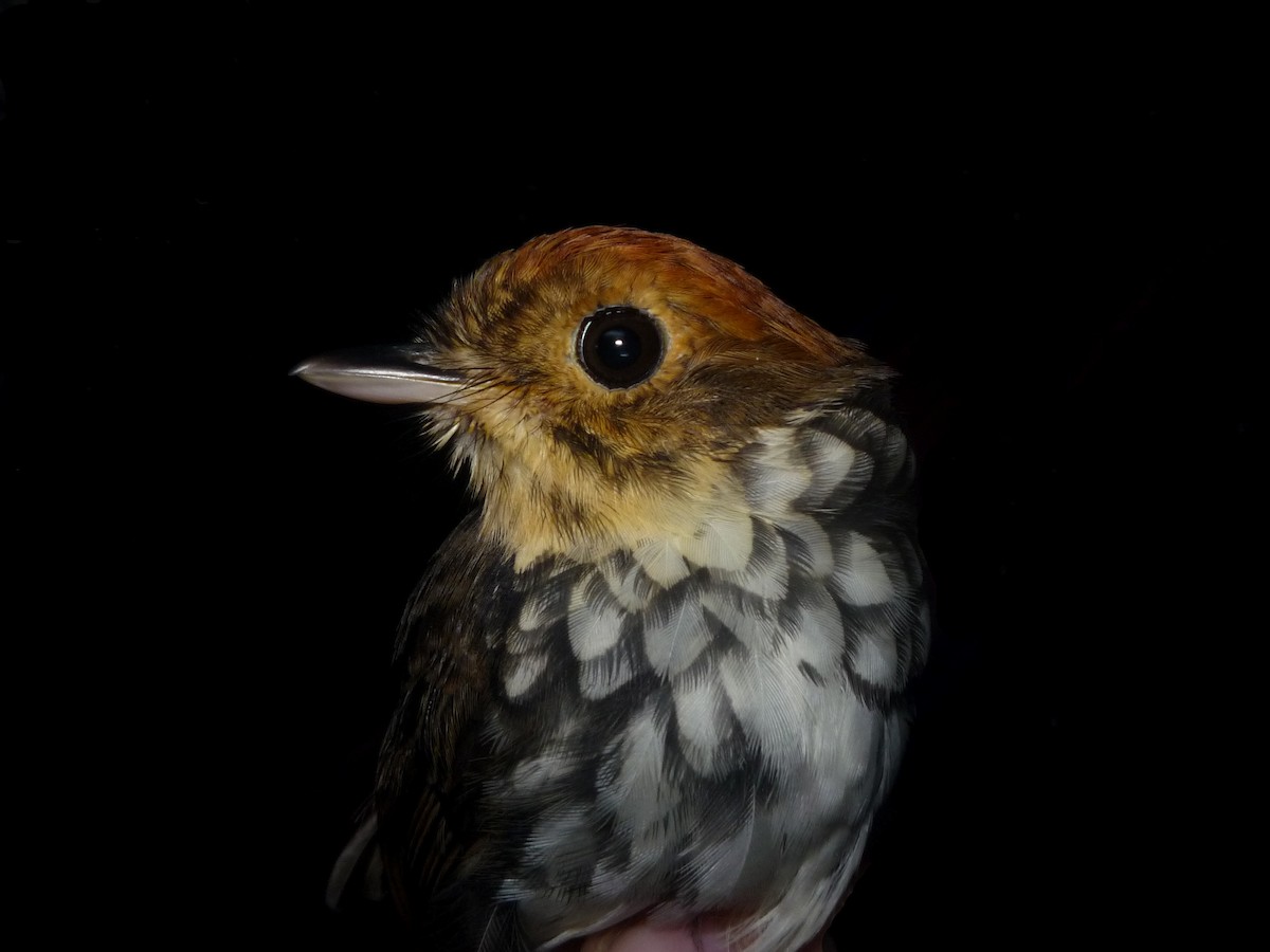 Scallop-breasted Antpitta - Iván Lau