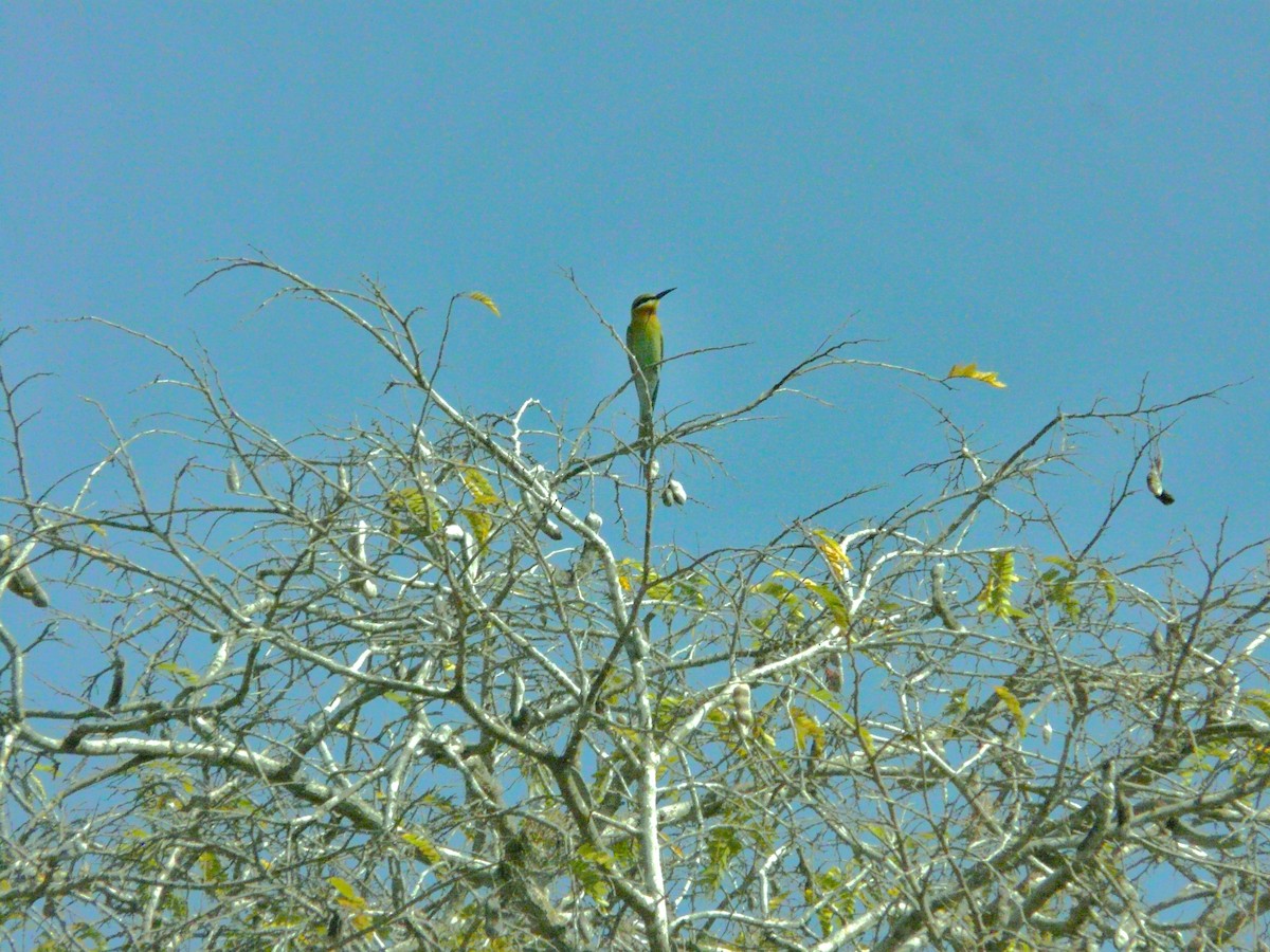 Blue-tailed Bee-eater - Peter Osenton