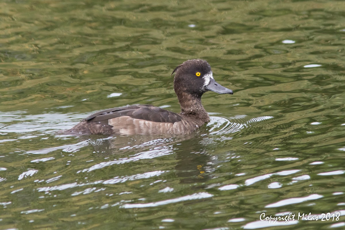 Tufted Duck - ML122169511