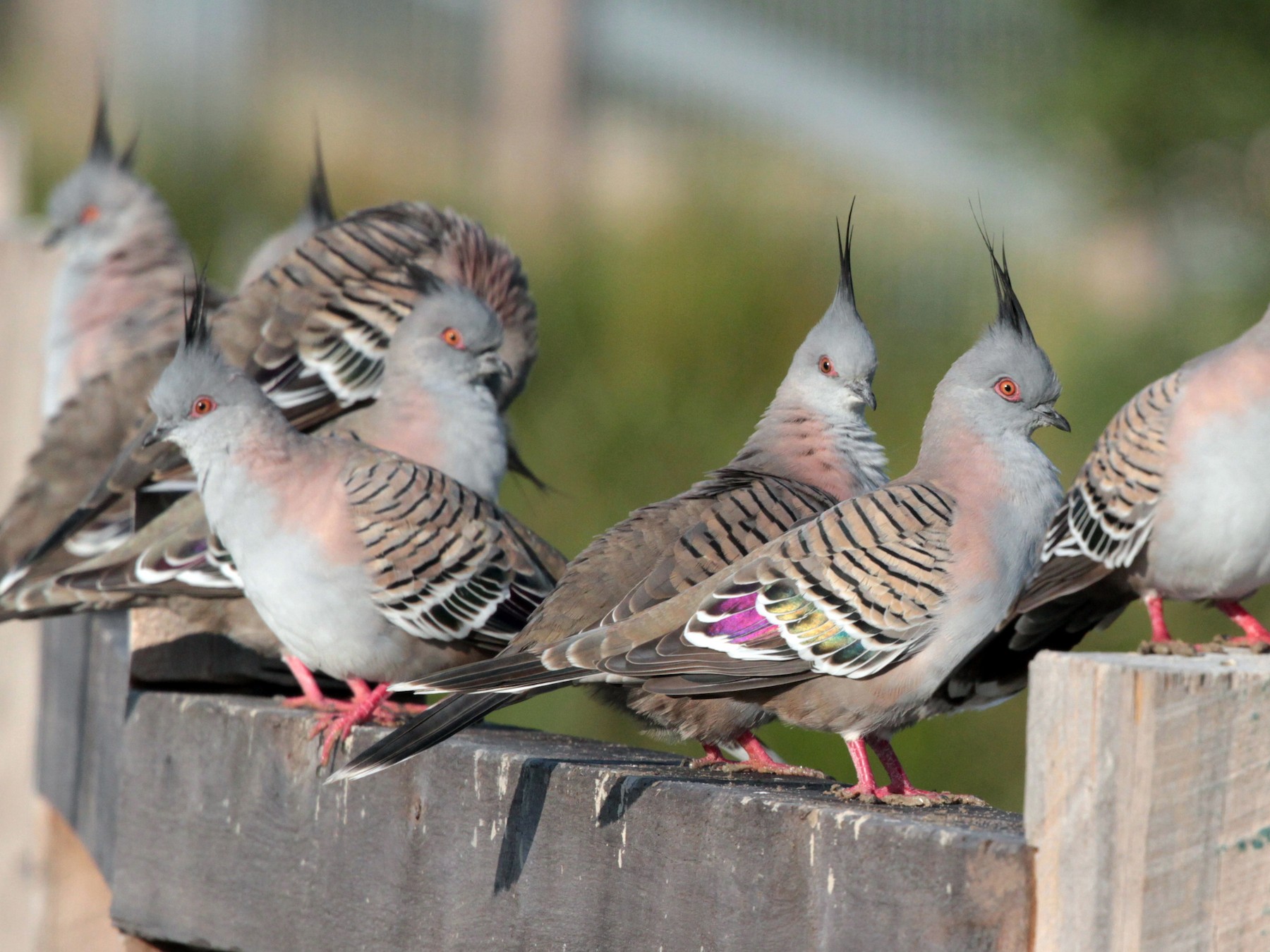 Crested Pigeon eBird