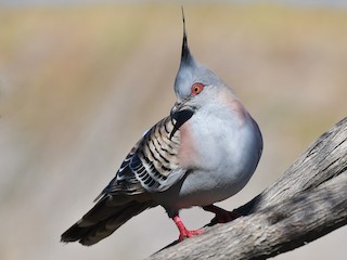  - Crested Pigeon