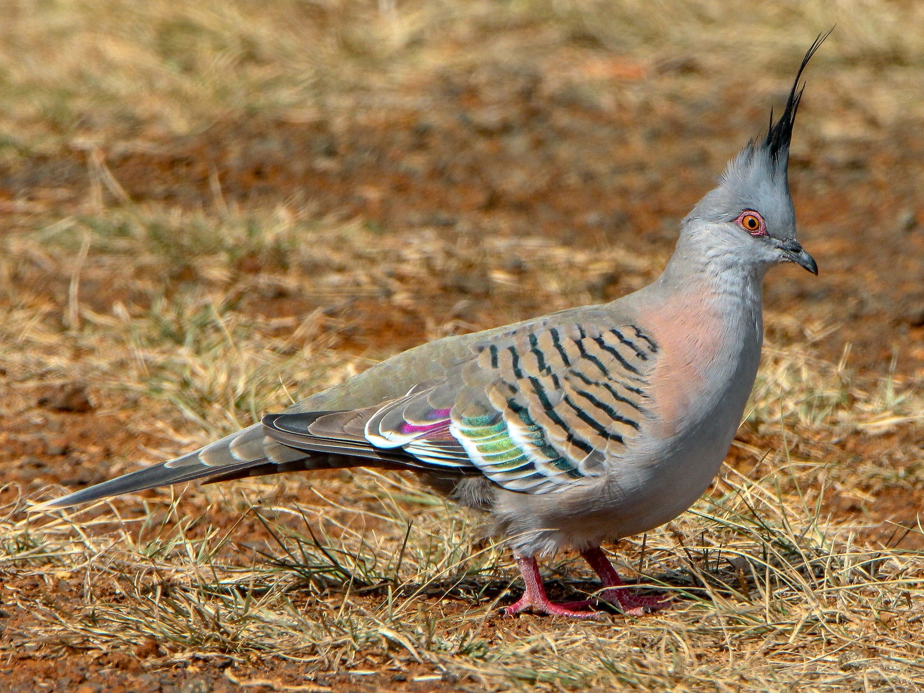 Crested Pigeon - Sandra Gallienne