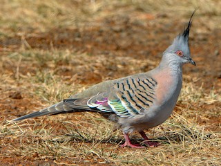  - Crested Pigeon