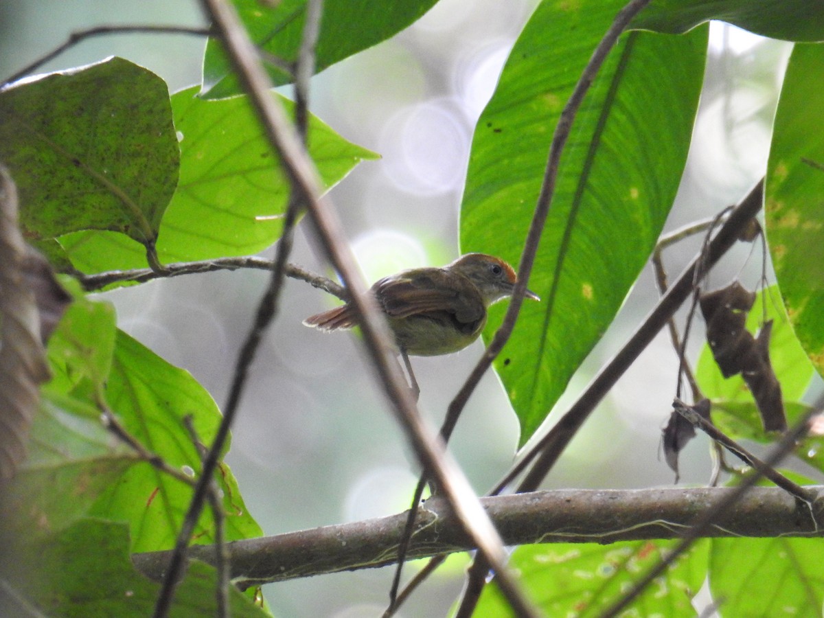 Tawny-crowned Greenlet - ML122170111
