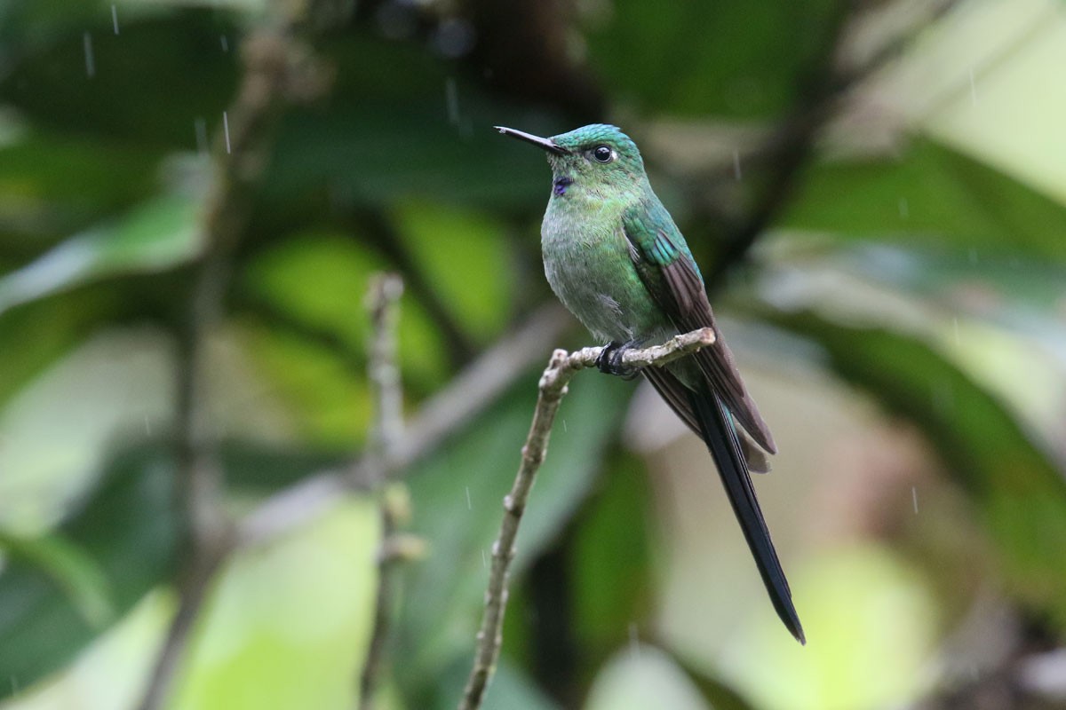 Long-tailed Sylph - ML122171211