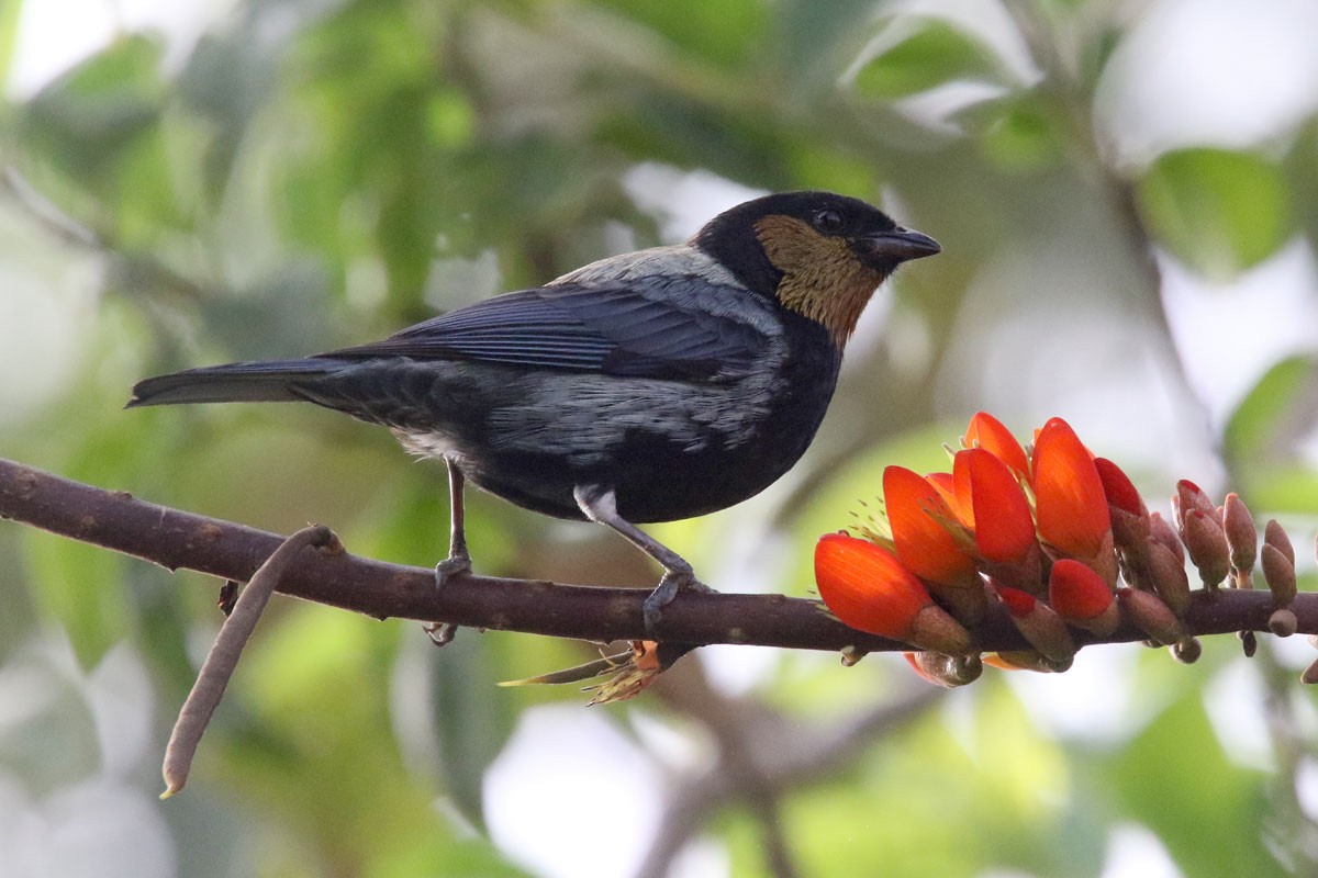 Silvery Tanager - ML122171961