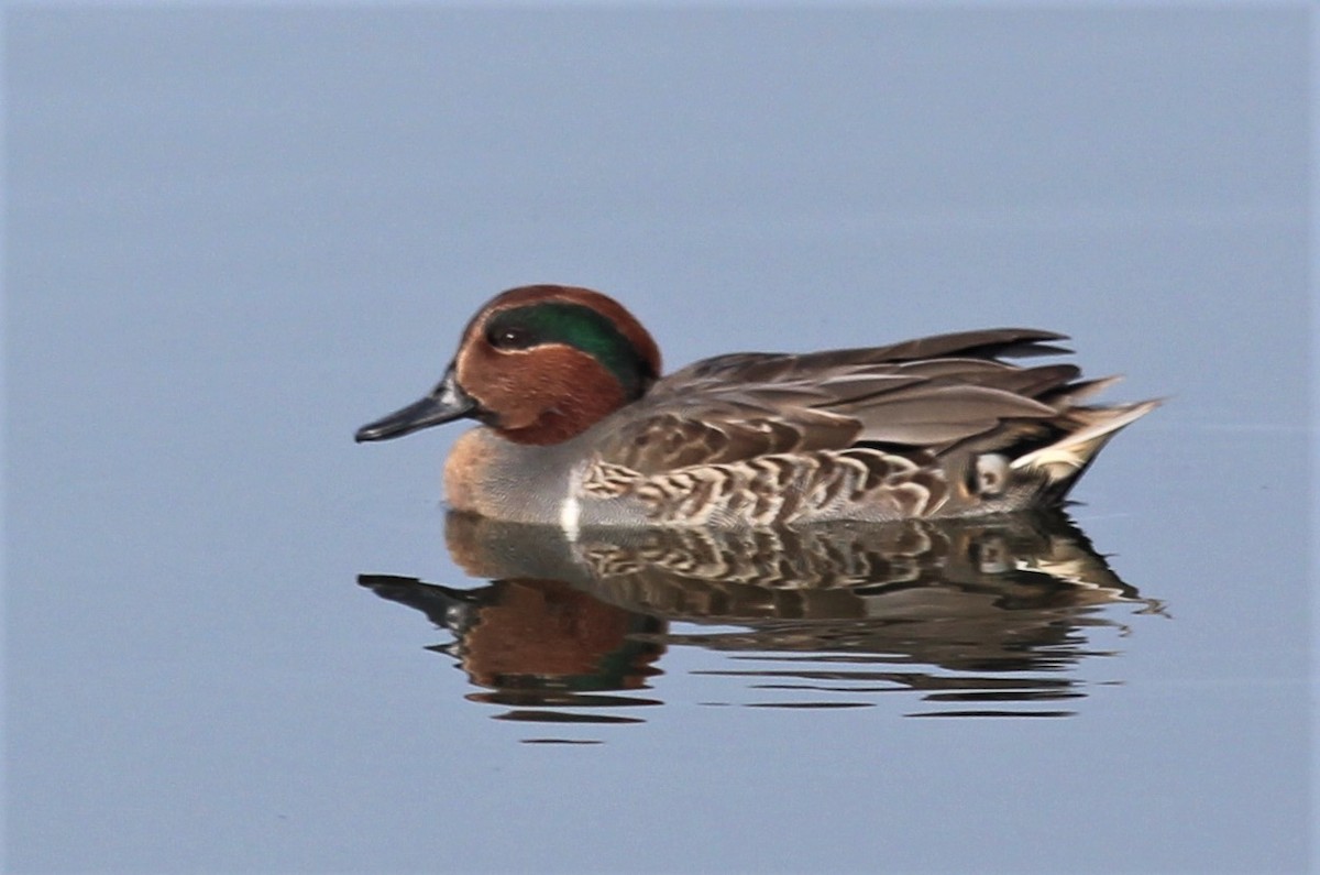 Green-winged Teal - Will Wright