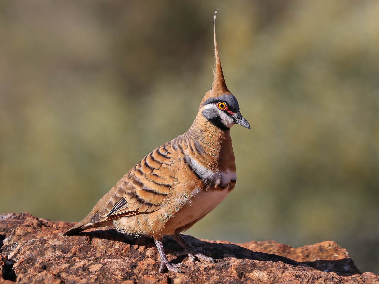 Spinifex Pigeon - Ged Tranter