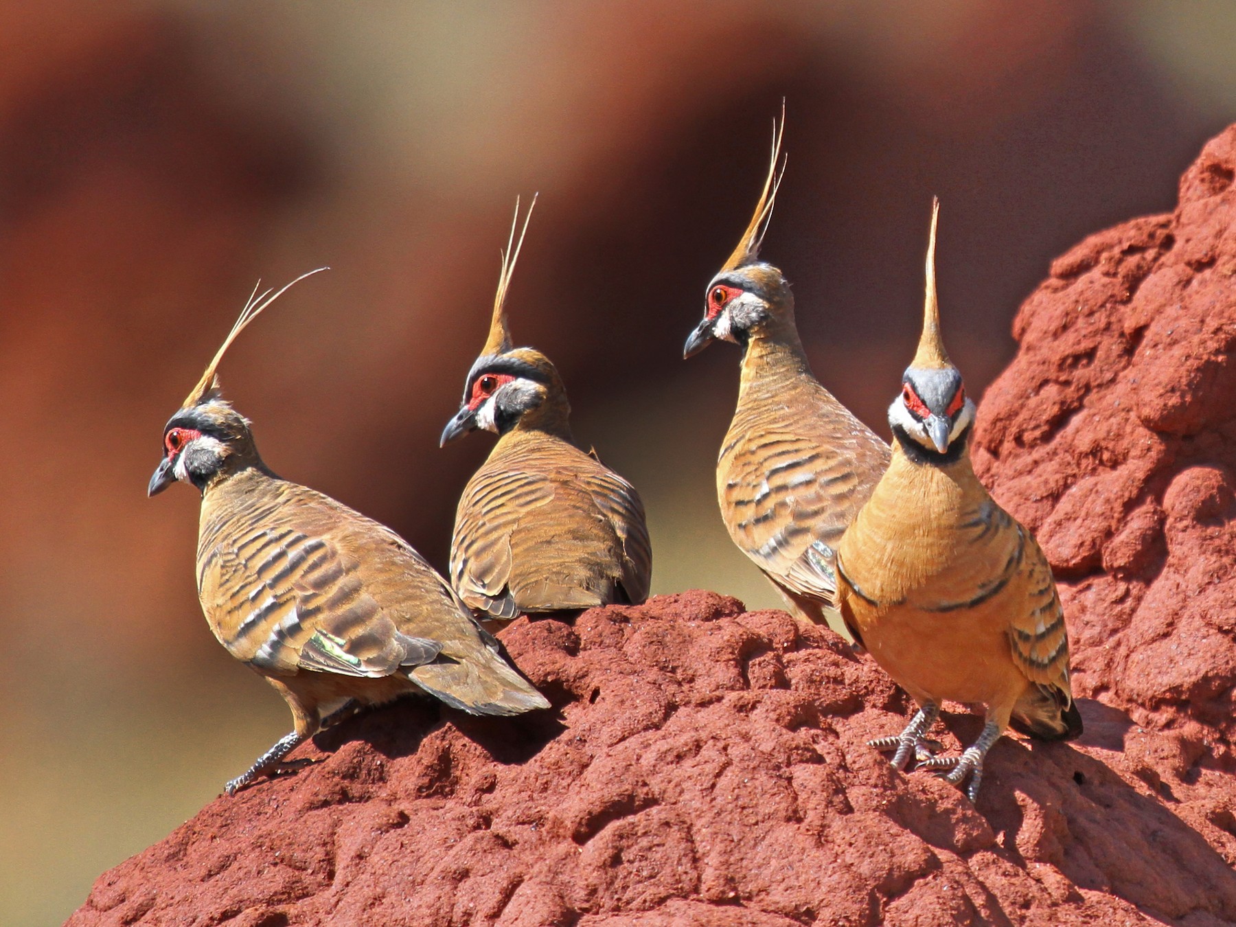 Spinifex Pigeon - Margot Oorebeek