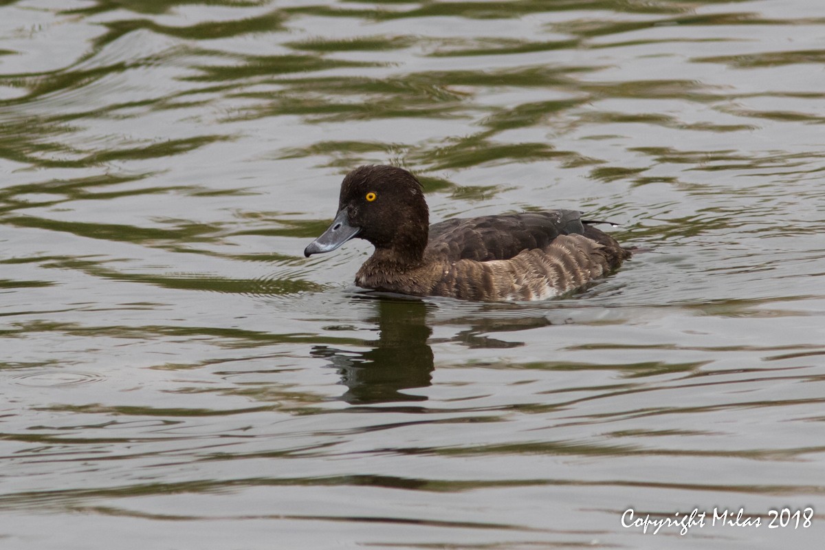 Tufted Duck - ML122174621