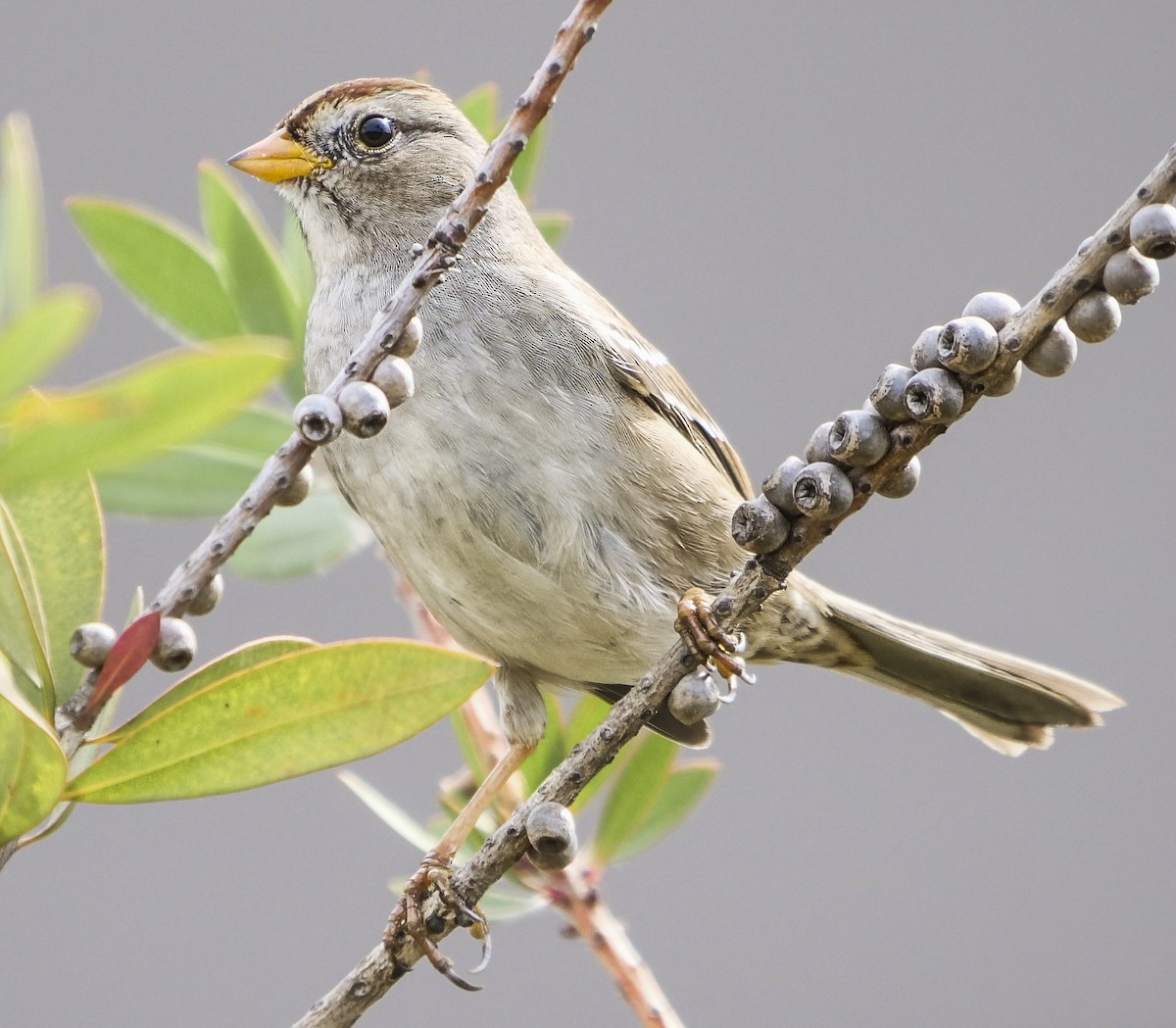 White-crowned Sparrow - Ann Baldwin
