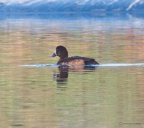 Greater Scaup - ML122176431