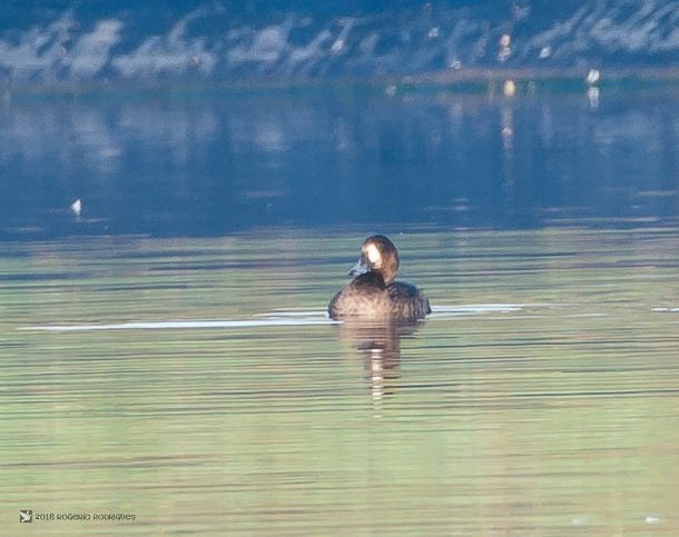 Greater Scaup - ML122176441