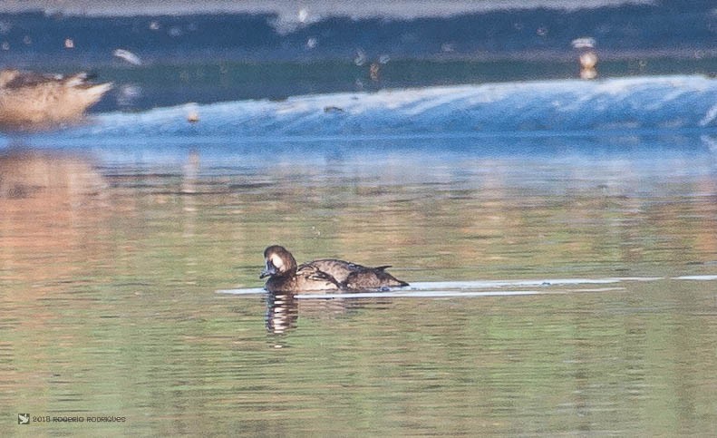 Greater Scaup - Rogério Rodrigues