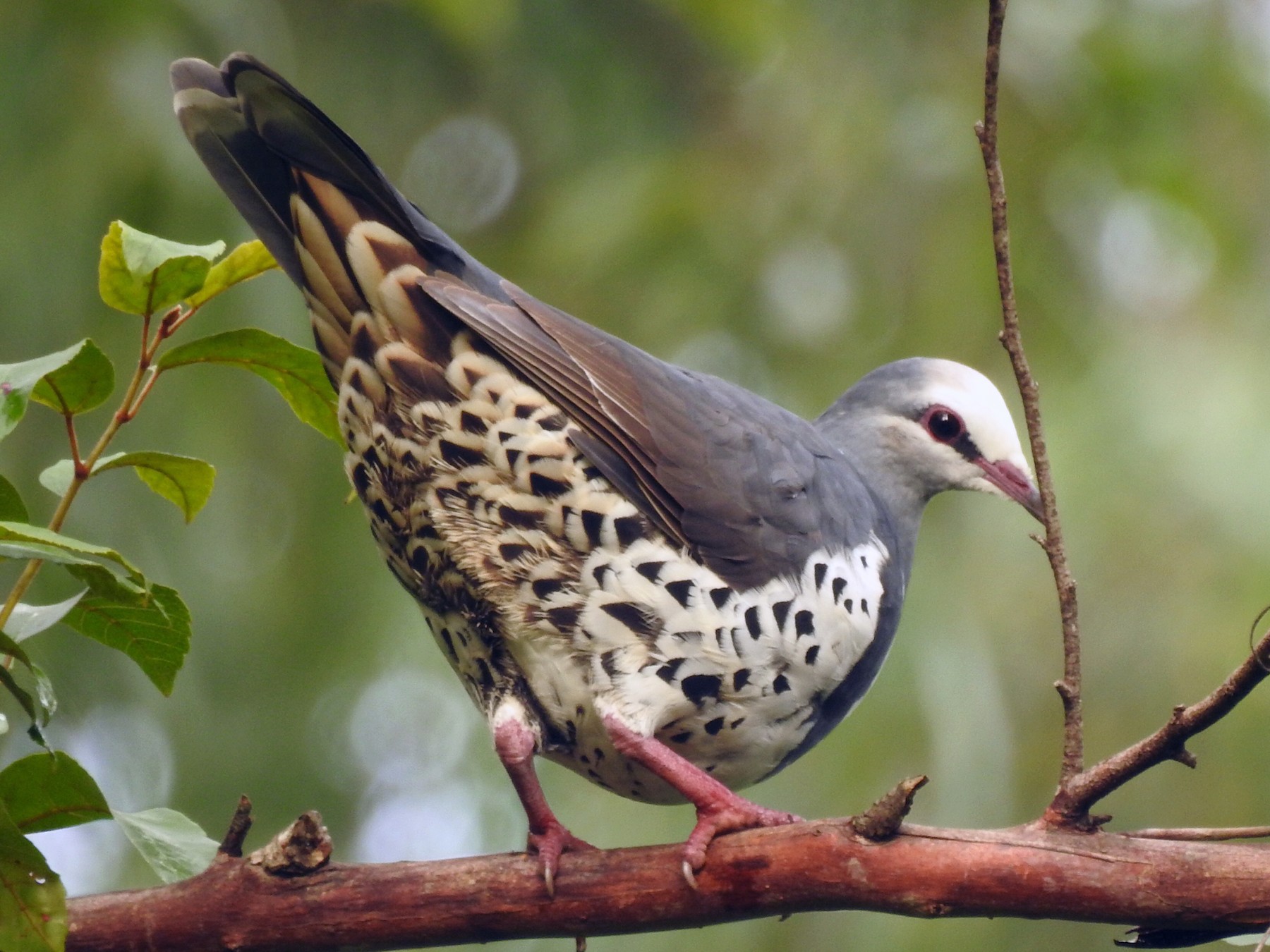 Wonga Pigeon - Eliza Scott