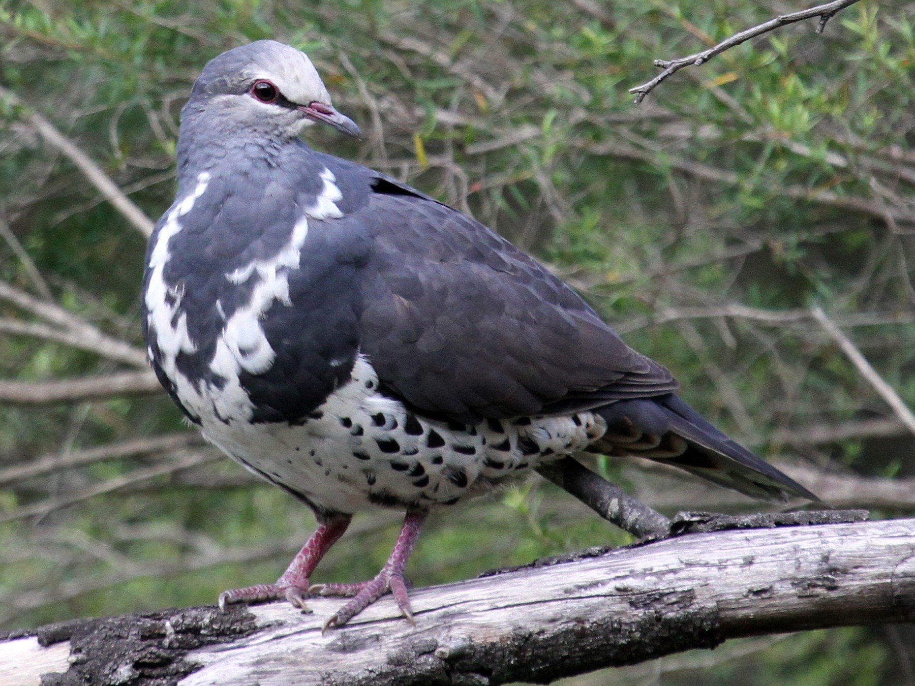 Wonga Pigeon - Margot Oorebeek