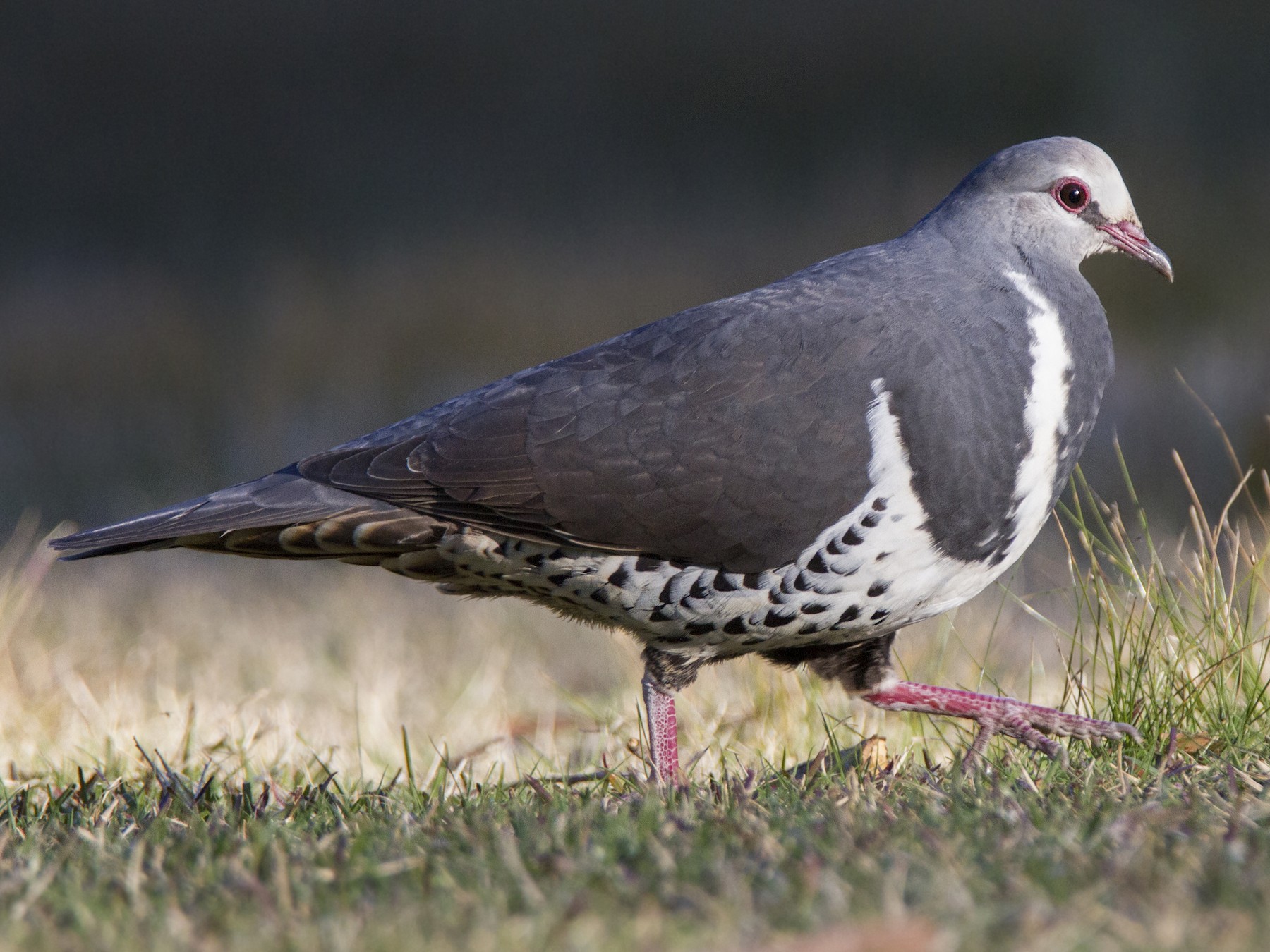 Wonga Pigeon - Timothy Paasila