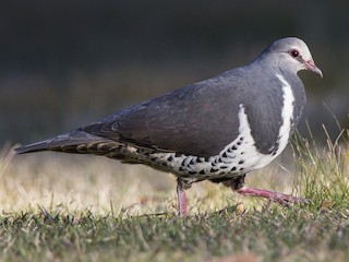 Wonga Pigeon Leucosarcia Melanoleuca Birds Of The World