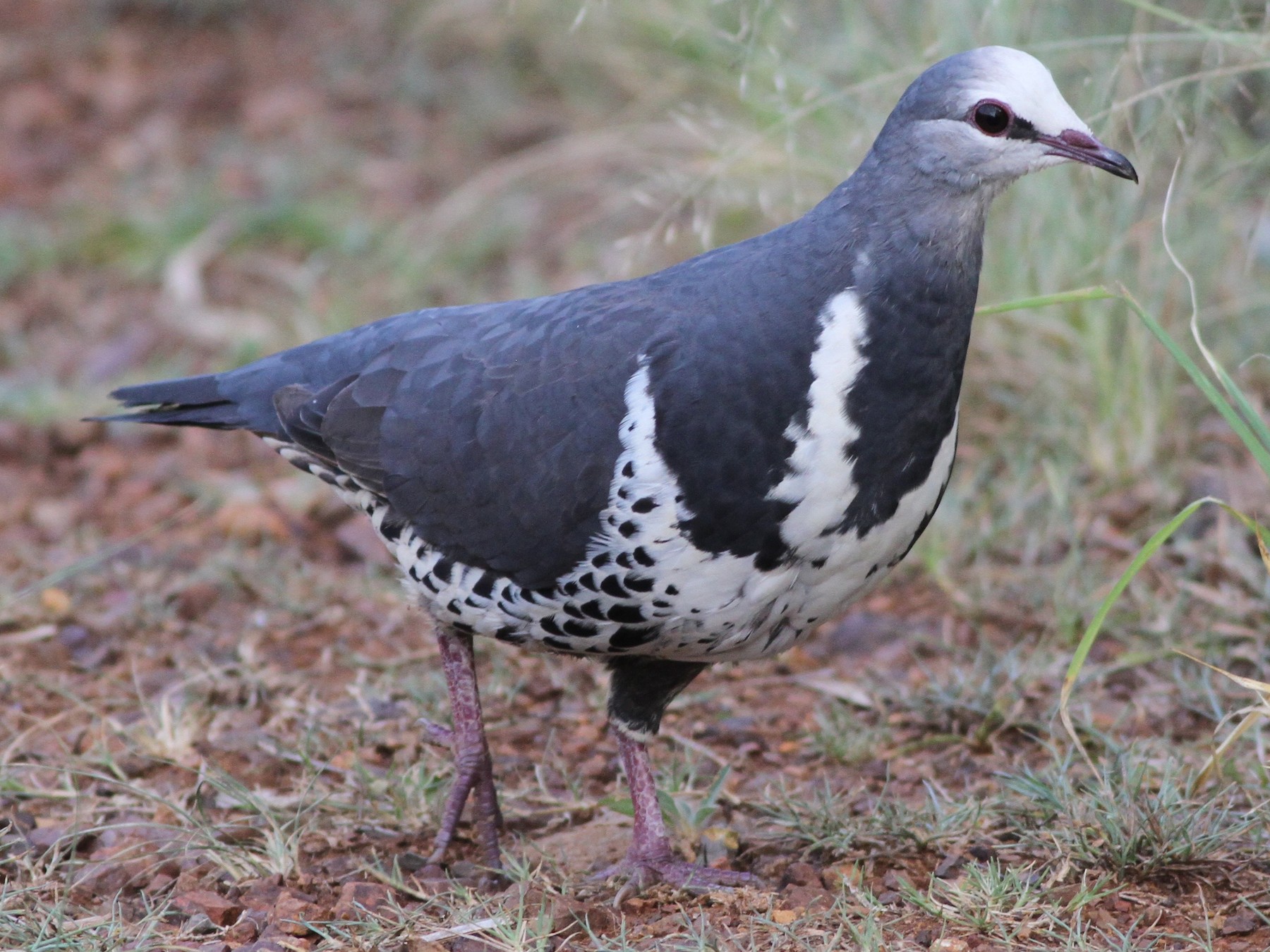 Wonga Pigeon - Chris Wiley