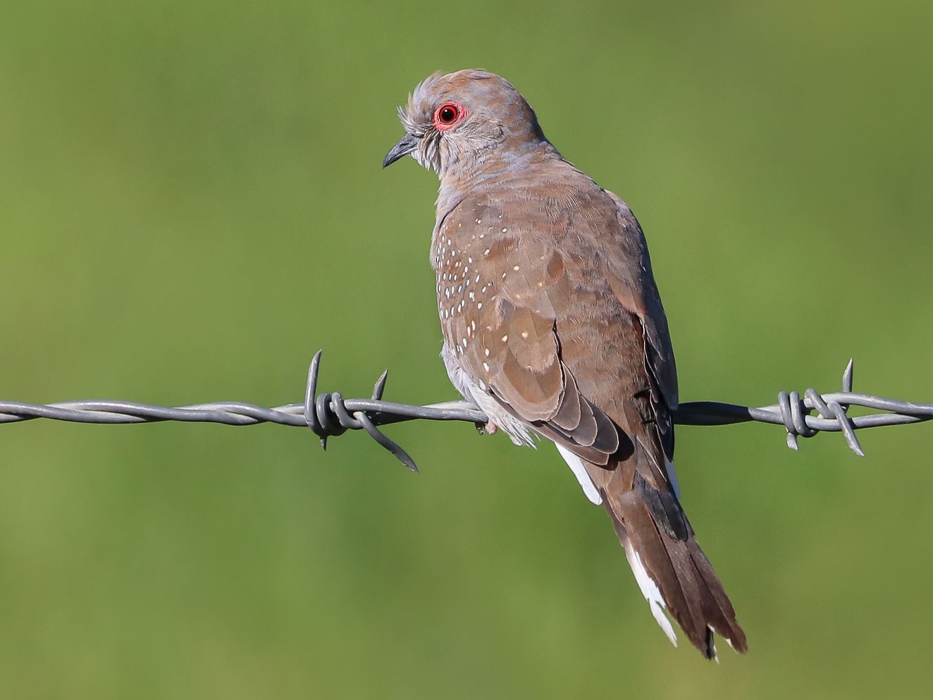 Diamond Dove - Ged Tranter