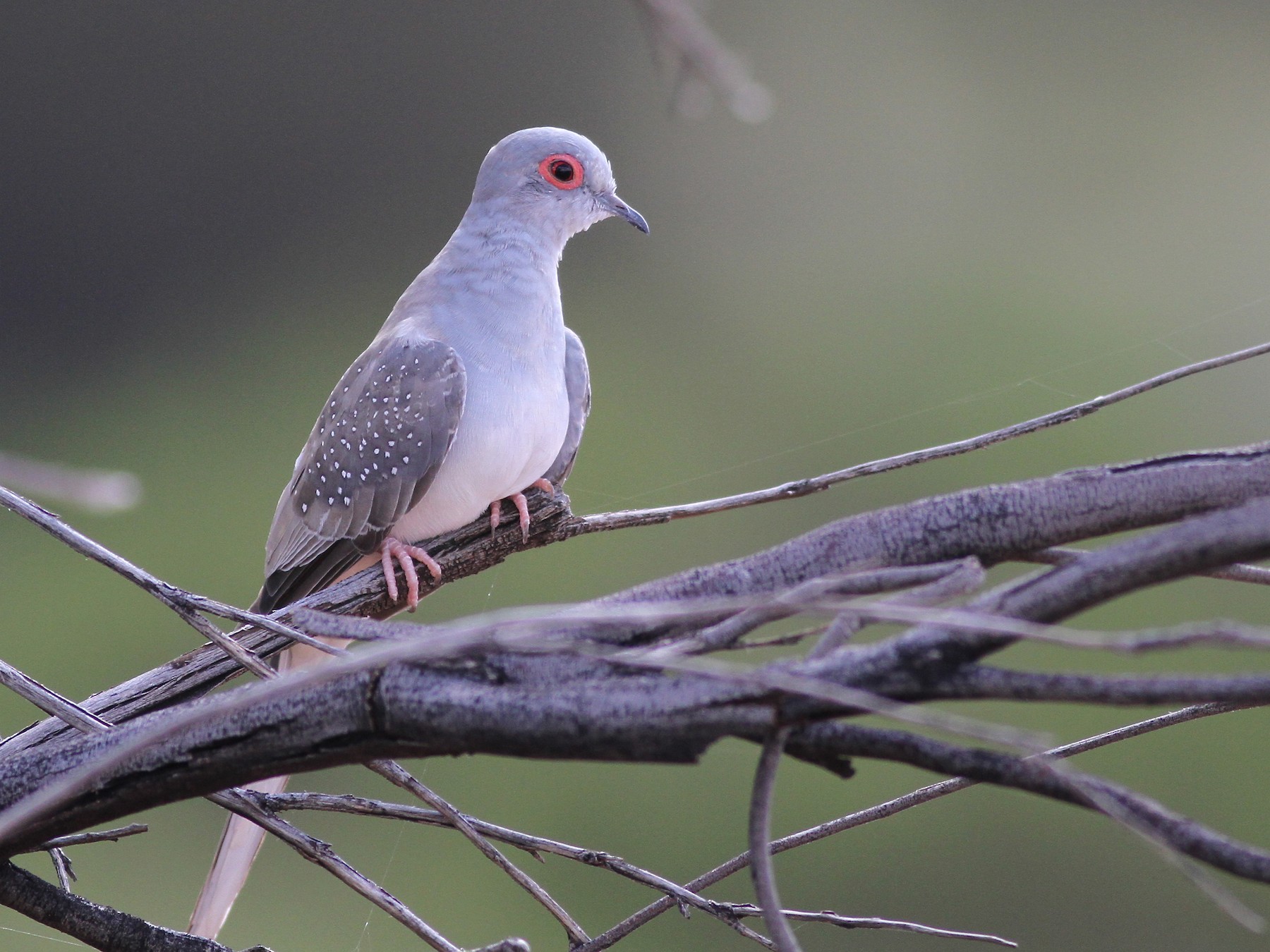 Diamond Dove - Chris Wiley