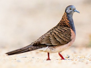  - Bar-shouldered Dove