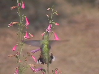 Broad-tailed Hummingbird - ML122179251