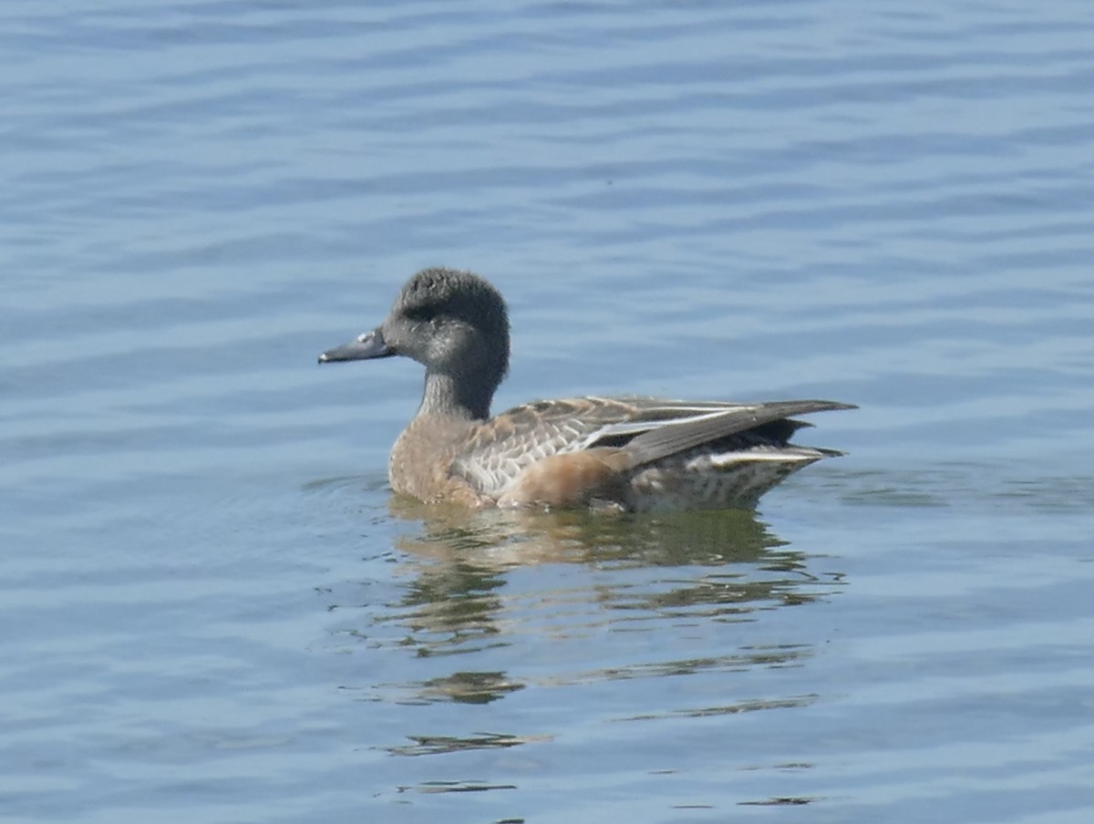 American Wigeon - Ron Smith