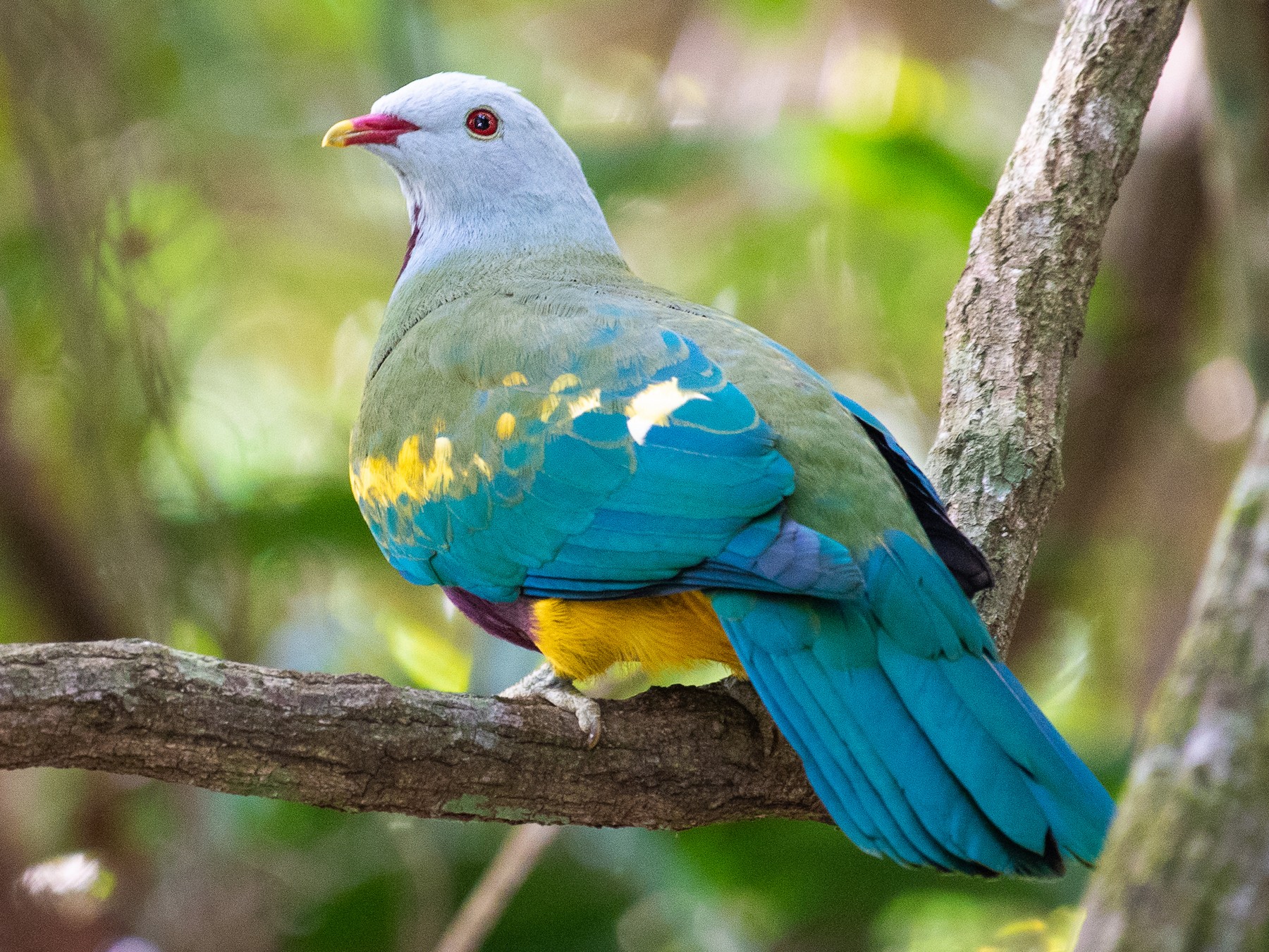 Wompoo Fruit-Dove - eBird