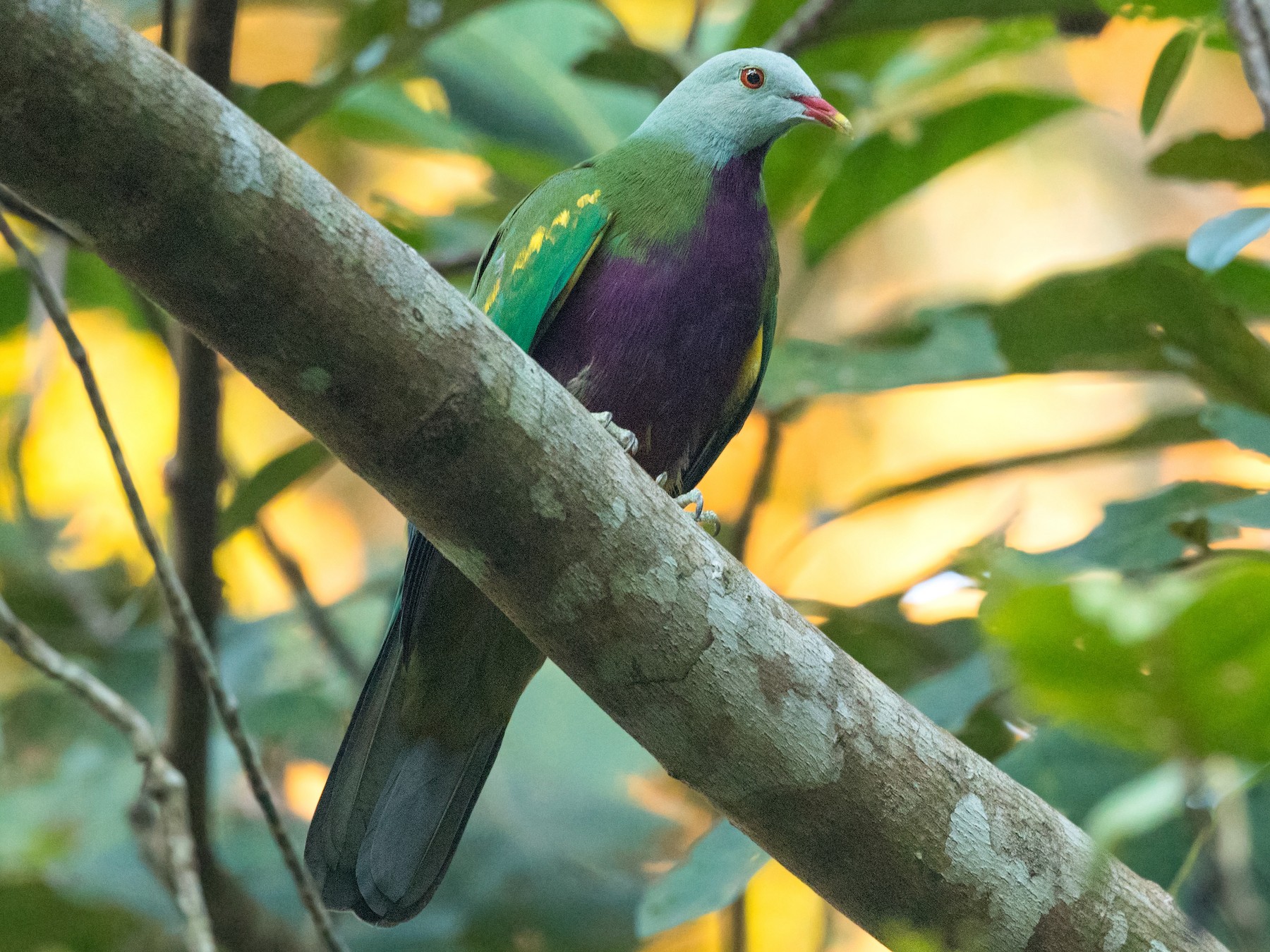 Wompoo Fruit-Dove - eBird