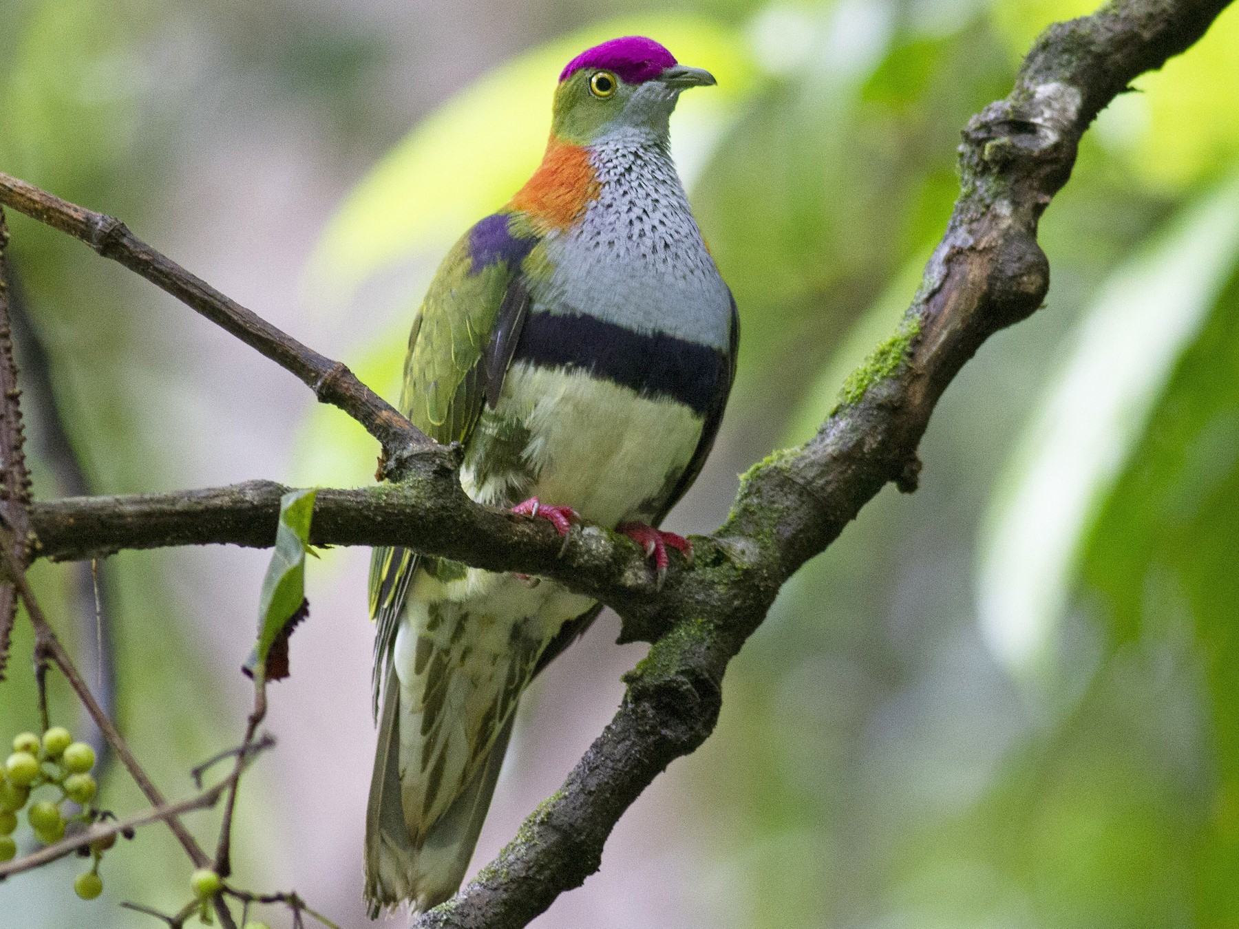 Superb Fruit-Dove - Benjamin Van Doren