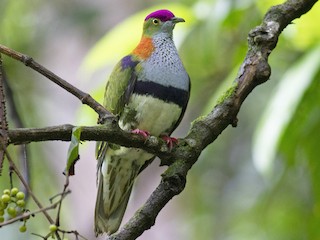  - Superb Fruit-Dove