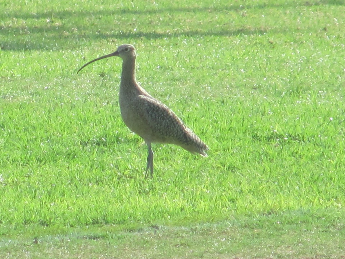 Long-billed Curlew - ML122180531
